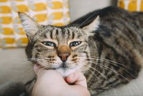 Cropped image of woman stroking tabby cat — Stock Photo