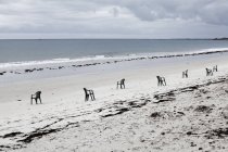 Франция, Огюст, песчаный пляж с рядами стульев — стоковое фото