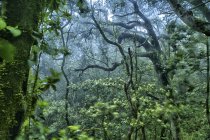 Испания, Тенерифе, Laurel Tree in Parque Rural de Anaga — стоковое фото