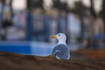 España, Tenerife, gaviota en la playa de Las Américas - foto de stock