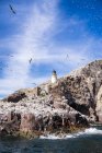 UK, Scotland, East Lothian, lighthouse on Bass Rock and a colony of Northern Gannets — Stock Photo