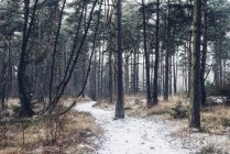Dinamarca, Hals, floresta costeira no inverno — Fotografia de Stock