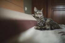 Tabby cat relaxing on bed and looking away — Stock Photo