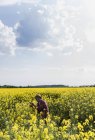 Фермер в поле изучает цветок изнасилования — стоковое фото