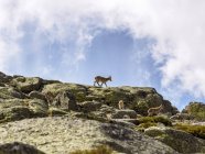 Spagna, Sierra de Gredos, stambecco in montagna — Foto stock
