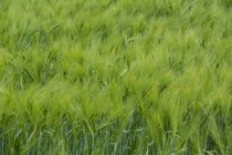 Green cornfield and grass during daytime, full frame — Stock Photo