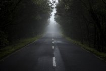 Empty country road in the fog — Stock Photo