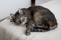 Portrait of tabby cat on bed — Stock Photo