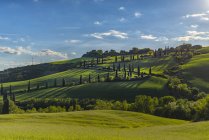 Italy, Tuscany, Val d 'Orcia, road with cypress in spring — стоковое фото