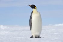 Antarctique, Île Snow Hill, Pingouin empereur sur neige — Photo de stock