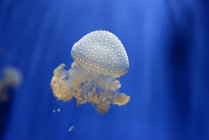 Floating bell, Phyllorhiza punctata jellyfish closeup view — Stock Photo