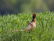 Daytime side view of colorful pheasant in green grass — Stock Photo
