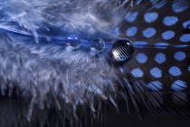 Blue feather and water drops, close-up — Stock Photo