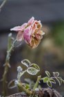 Rose rosa en hiver sur fond flou — Photo de stock