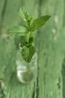 Close-up de Sprig de hortelã em vidro na superfície de madeira verde — Fotografia de Stock