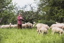 Pastore con gregge di pecore al pascolo — Foto stock