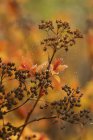 Вид на рослину spiraea Japanica на помаранчевому розмитому фоні — стокове фото