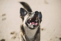 Close-up de Baying mgrel na praia — Fotografia de Stock