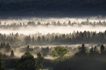 Allemagne, Bavière, Pupplinger Au, brume matinale aux plaines inondables d'Isar — Photo de stock