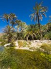Omán, Sharqiyah, palmeras en Wadi Bani Khalid - foto de stock
