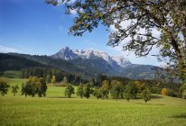 Austria, Stato di Salisburgo, Pongau, Werfenweng, pascolo di montagna, Hochkoenig sullo sfondo — Foto stock