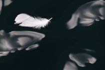 Pluma de un cisne flotando en el agua - foto de stock