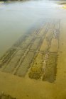 États-Unis, Photographie aérienne de l'aquaculture de palourdes sur la côte est de la Virginie — Photo de stock