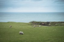 Irlanda, efectivo ovino nas pastagens, paisagem marinha no fundo — Fotografia de Stock