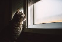 Tabby cat looking through window on dark background — Stock Photo