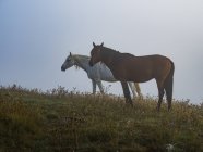 Italia, Umbría, Apeninos, Dos caballos en el campo de la fogía - foto de stock