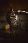 Tabby cat drinking water from tap in kitchen — Stock Photo
