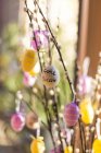 Ramitas de sauces de coño decoradas con huevos de Pascua - foto de stock