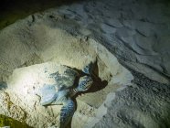 Omán, Ash Shirayjah, Ad Daffah, tortuga carey preparándose para poner huevos en la playa por la noche - foto de stock