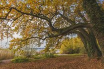 Германия, Баден-Вюртемберг, Констанция, Отуманное дерево на Зееештрассе — стоковое фото