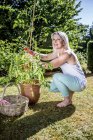 Femme mûre souriante avec plante de tomate dans le jardin — Photo de stock