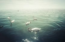 Group of mute swans on lake at backlight — Stock Photo