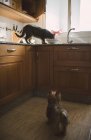 Dog watching eating cat in the kitchen — Stock Photo