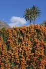 Іспанія Ла Гомера, flamevine, Pyrostegia venusta та Канарських островів фінікової пальми — стокове фото
