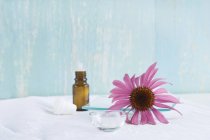 Globules and blossom of purple coneflower — Stock Photo