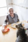 Porträt einer gestromten Katze mit einer Seniorin im Hintergrund — Stockfoto