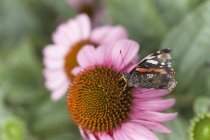 Бабочка на цветке конфлора — стоковое фото