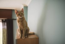 Portrait of starring tabby cat sitting on top of cabinet at home — Stock Photo