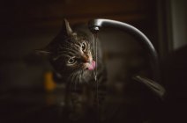 Tabby cat drinking water from tap of kitchen — Stock Photo