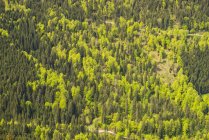 Німеччина, Баварія, Allgaeu Альп, Nagelfluhkette, переглянути ліс в Steigbachtal — стокове фото