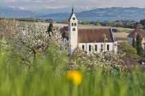 Alemania, Kressbronn, Gattnau, Iglesia de San Galo ver y florecer árboles frutales en el día soleado - foto de stock
