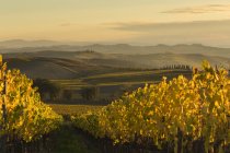 Italy, Tuscany, Val d 'Orcia, rolling landscape with vineyard — стоковое фото