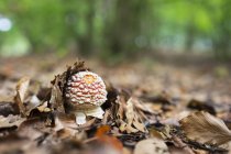 Mouche Ypung agarique, Amanita muscaria, en feuilles d'automne — Photo de stock