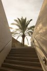 Palma su per le scale al sole con ombra — Foto stock