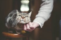 Nahaufnahme menschlicher Hand, die gestromte Katze streichelt, die auf Stuhl sitzt — Stockfoto