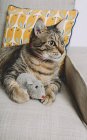 Таббі кішка, лежачи на крісло з іграшку щур дивляться щось — стокове фото